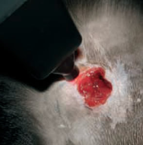 wound healing on animal with red light laser